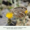 chazara bischoffii nakhichevan female 1